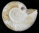 Perisphinctes Ammonite - Jurassic #22817-1